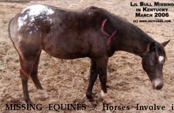 MISSING EQUINES 7 Horses Involve in Court Dispute Near Morgantown, KY, 42261